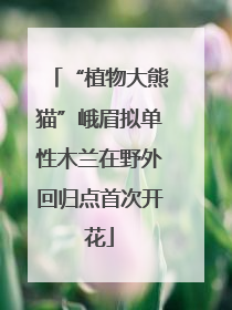 “植物大熊猫”峨眉拟单性木兰在野外回归点首次开花