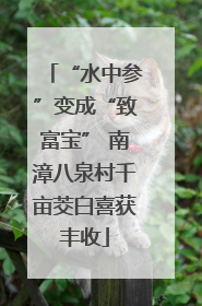 “水中参”变成“致富宝” 南漳八泉村千亩茭白喜获丰收
