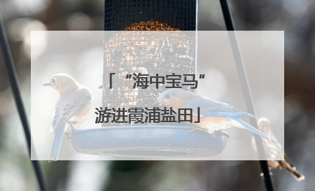 “海中宝马”游进霞浦盐田