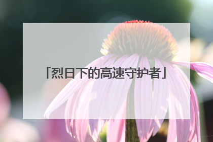 烈日下的高速守护者