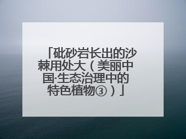 砒砂岩长出的沙棘用处大（美丽中国·生态治理中的特色植物③）