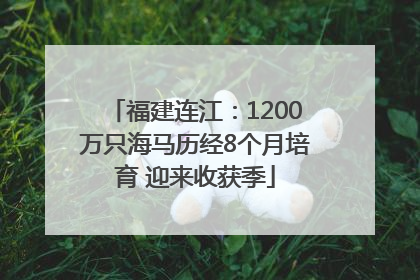 福建连江：1200万只海马历经8个月培育 迎来收获季