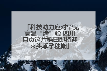 科技助力应对罕见高温“烤”验 四川自贡这片稻田即将迎来头季孕穗期