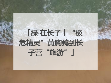 绿·在长子丨“极危精灵”黄胸鹀到长子营“旅游”