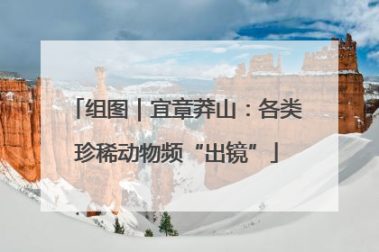 组图｜宜章莽山：各类珍稀动物频“出镜”