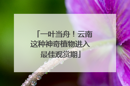 一叶当舟！云南这种神奇植物进入最佳观赏期