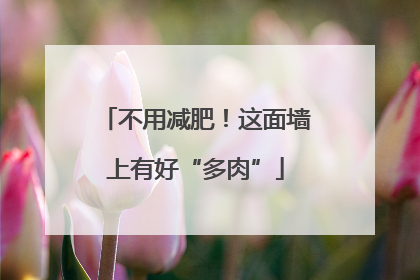 不用减肥！这面墙上有好“多肉”