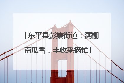 东平县彭集街道：满棚南瓜香，丰收采摘忙