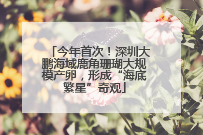 今年首次！深圳大鹏海域鹿角珊瑚大规模产卵，形成“海底繁星”奇观