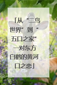 从“二鸟世界”到“五口之家” 一对东方白鹳的黄河口之恋