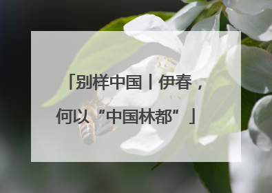 别样中国丨伊春，何以“中国林都”