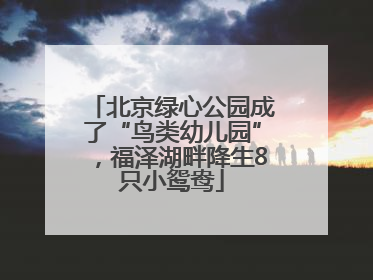 北京绿心公园成了“鸟类幼儿园”，福泽湖畔降生8只小鸳鸯