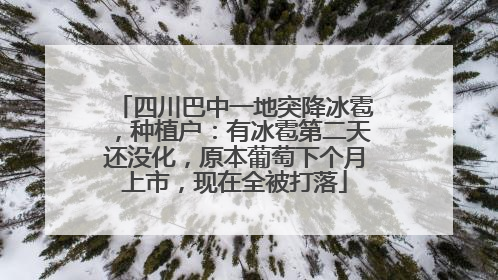 四川巴中一地突降冰雹，种植户：有冰雹第二天还没化，原本葡萄下个月上市，现在全被打落