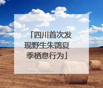 四川首次发现野生朱鹮夏季栖息行为