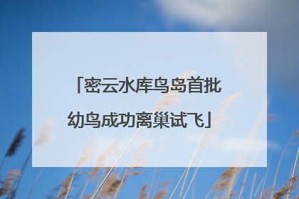 密云水库鸟岛首批幼鸟成功离巢试飞