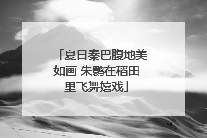 夏日秦巴腹地美如画 朱鹮在稻田里飞舞嬉戏