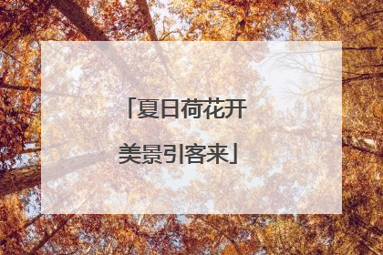 夏日荷花开 美景引客来