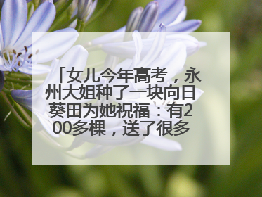 女儿今年高考，永州大姐种了一块向日葵田为她祝福：有200多棵，送了很多给其他家长