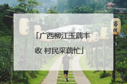 广西柳江玉藕丰收 村民采藕忙