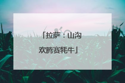 拉萨：山沟欢腾赛牦牛
