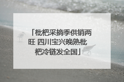 枇杷采摘季供销两旺 四川宝兴晚熟枇杷冷链发全国