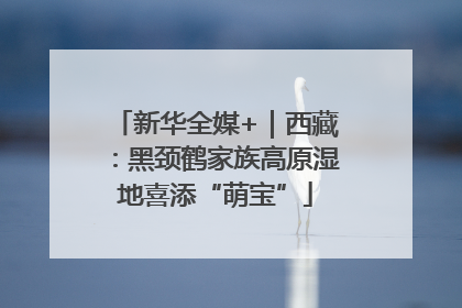 新华全媒+｜西藏：黑颈鹤家族高原湿地喜添“萌宝”