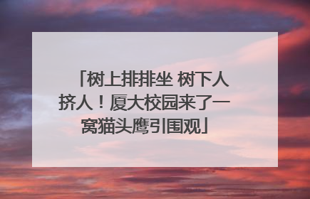 树上排排坐 树下人挤人！厦大校园来了一窝猫头鹰引围观