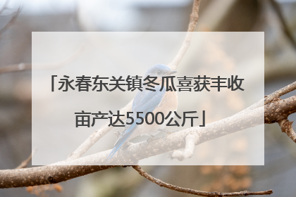 永春东关镇冬瓜喜获丰收 亩产达5500公斤