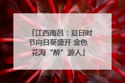 江西南昌：夏日时节向日葵盛开 金色花海“醉”游人