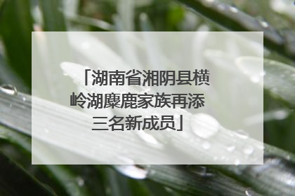湖南省湘阴县横岭湖麋鹿家族再添三名新成员