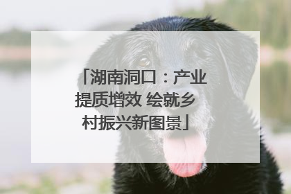 湖南洞口：产业提质增效 绘就乡村振兴新图景