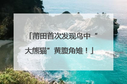 莆田首次发现鸟中“大熊猫”黄腹角雉！