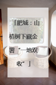 肥城：山楂树下藏金薯“一地双收”