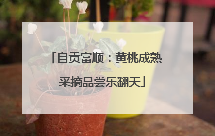 自贡富顺：黄桃成熟 采摘品尝乐翻天