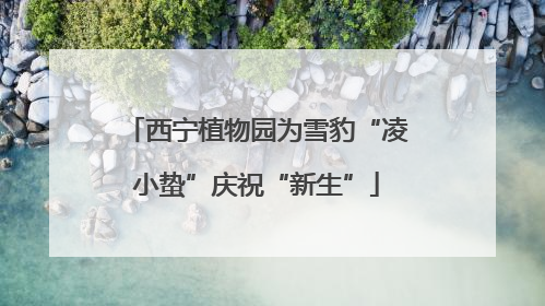 西宁植物园为雪豹“凌小蛰”庆祝“新生”