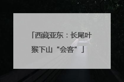 西藏亚东：长尾叶猴下山“会客”