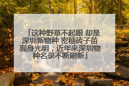 这种野草不起眼 却是深圳新物种 密穗砖子苗现身光明，近年来深圳物种名录不断刷新
