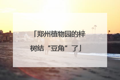 郑州植物园的梓树结“豆角”了