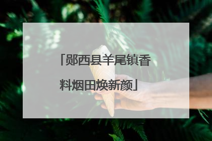 郧西县羊尾镇香料烟田焕新颜