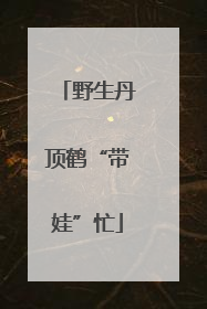 野生丹顶鹤“带娃”忙