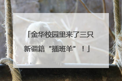 金华校园里来了三只新疆籍“插班羊”！