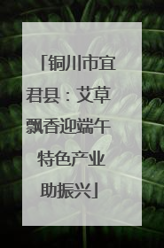 铜川市宜君县：艾草飘香迎端午 特色产业助振兴