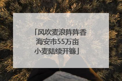 风吹麦浪阵阵香 海安市55万亩小麦陆续开镰