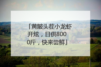 黄陂头茬小龙虾开炫，日供8000斤，快来尝鲜