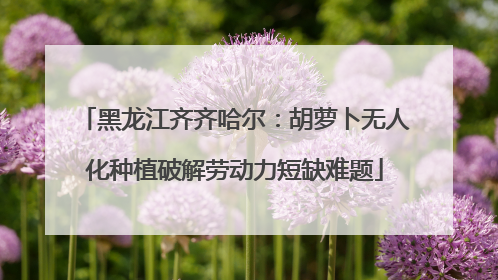 黑龙江齐齐哈尔：胡萝卜无人化种植破解劳动力短缺难题