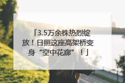 3.5万余株热烈绽放！日照这座高架桥变身“空中花廊”！