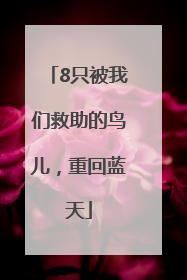 8只被我们救助的鸟儿，重回蓝天